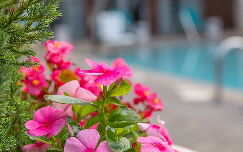 beautiful, pink flowers in large pot near swimming pool
