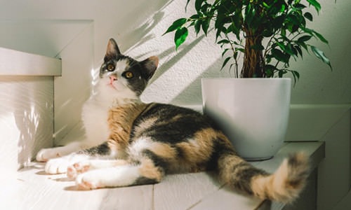 cat lays out on a stairway against a potted plant