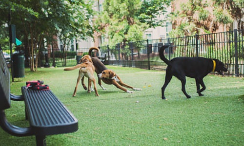 dogs play in dog park with bench